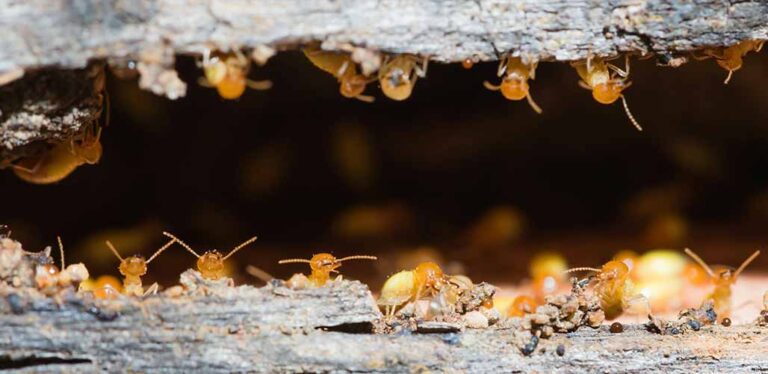 Are All Termites Bad?