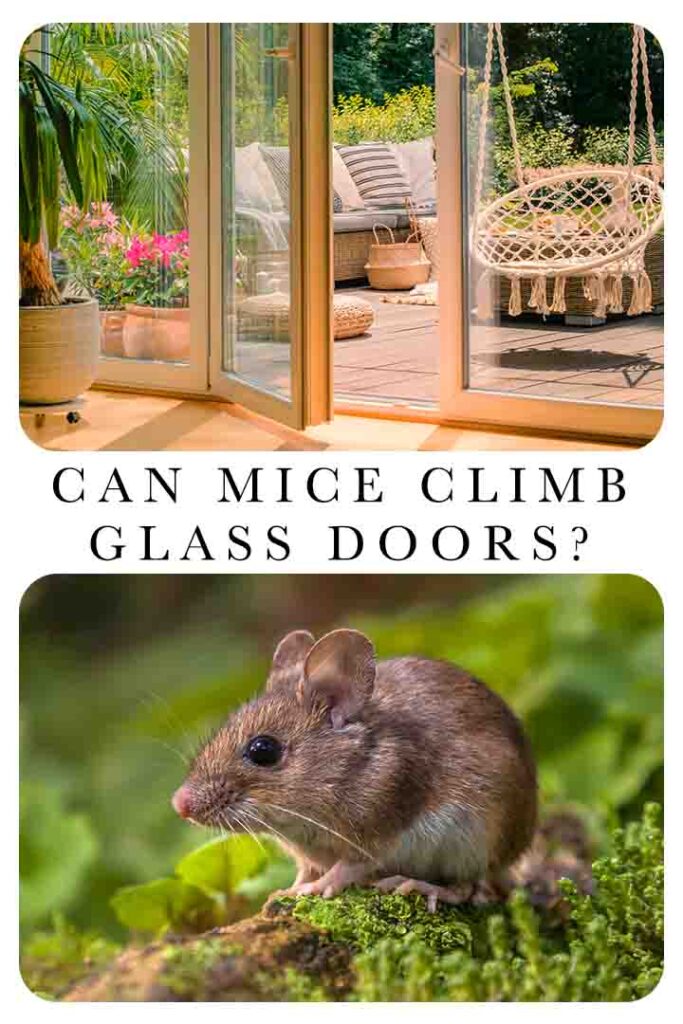 can mice climb glass doors