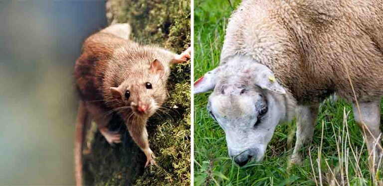 Do Sheep Attract Rats?