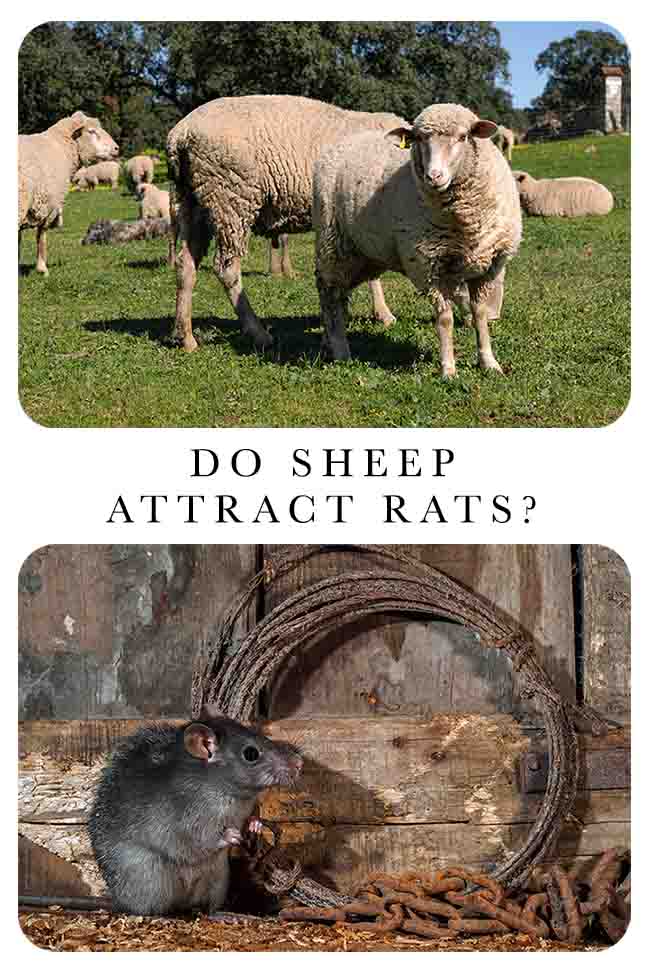 do sheep attract rats