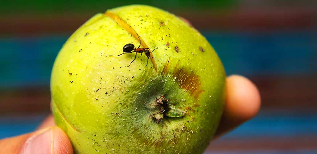 will ants harm my apple tree