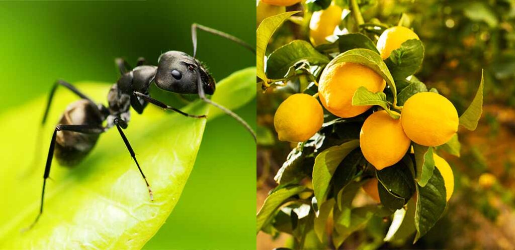 Will Ants Harm My Lemon Tree BB Long 1024x498 