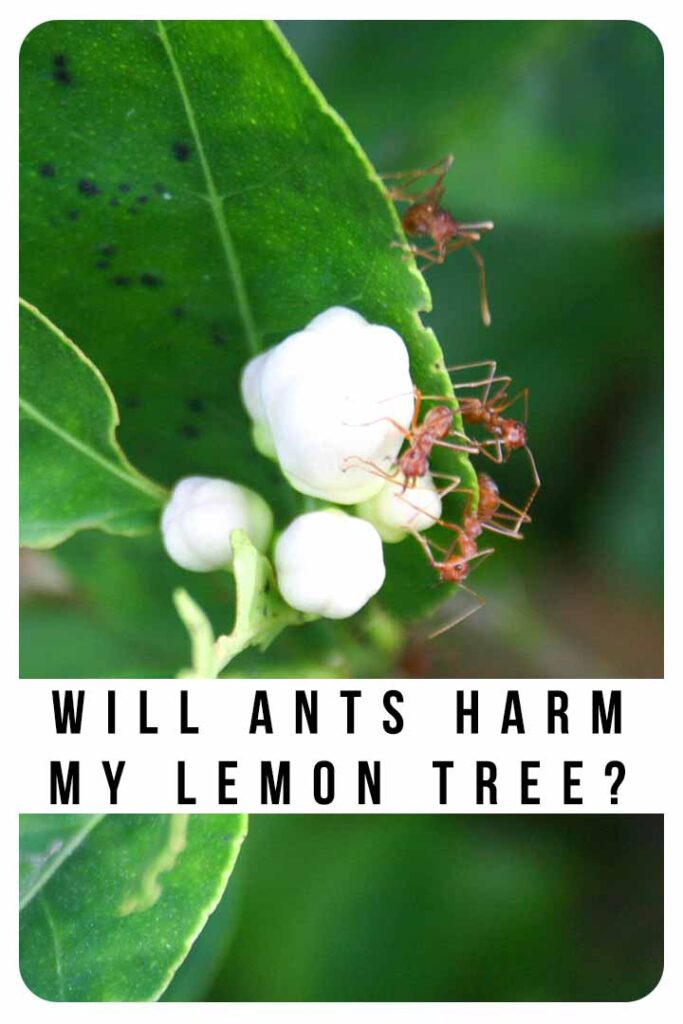 will ants harm my lemon tree