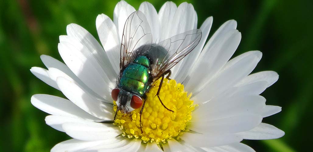 are blowflies attracted to certain plants