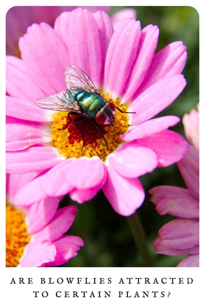 are blowflies attracted to certain plants