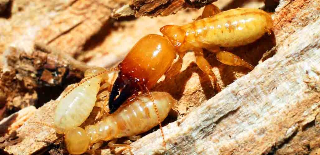 are termites different sizes