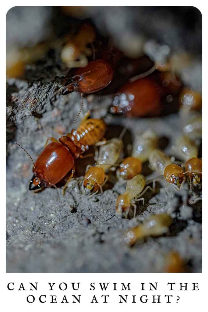 are termites different sizes