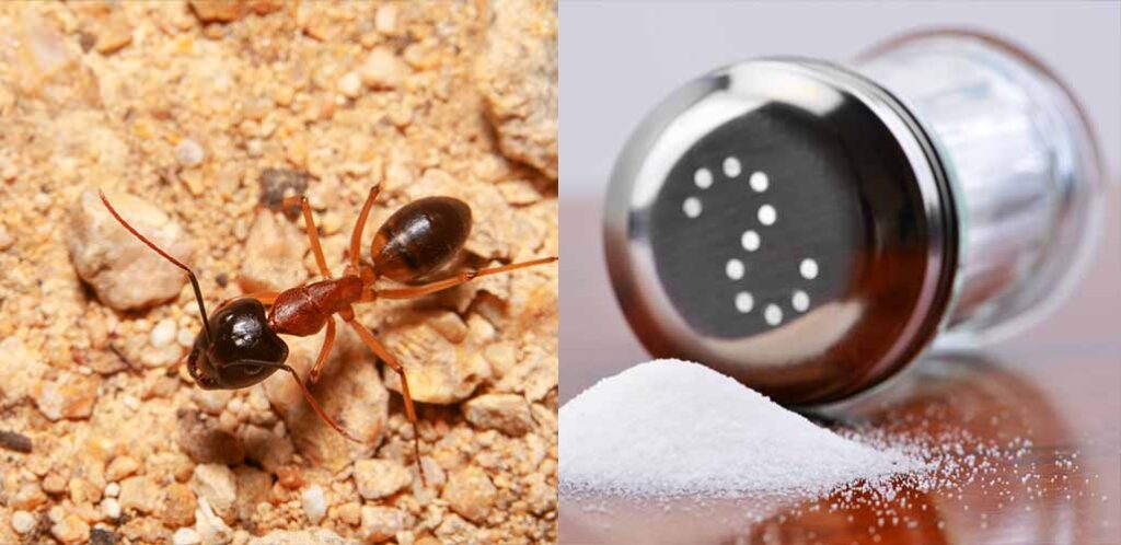 does salt kill sugar ants