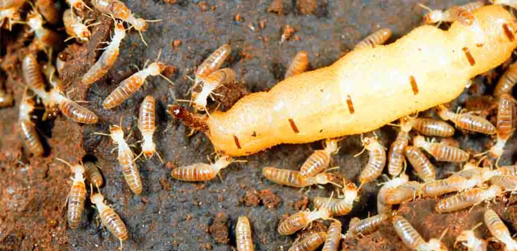 queen termite