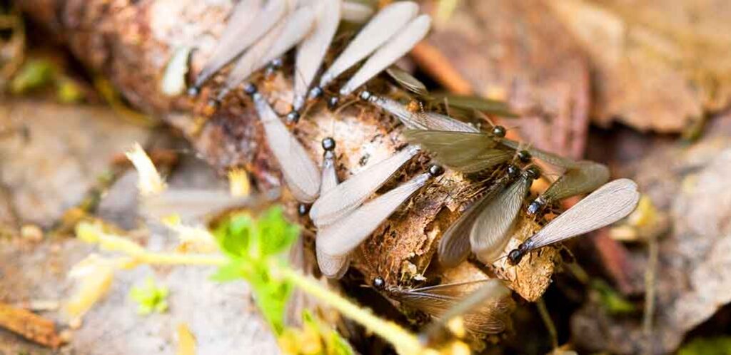 swarming termites