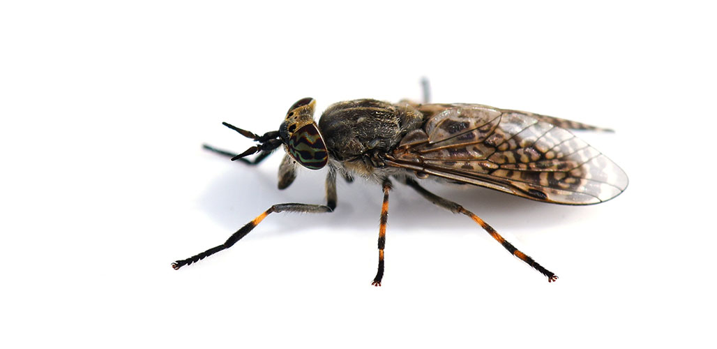 where do horseflies live