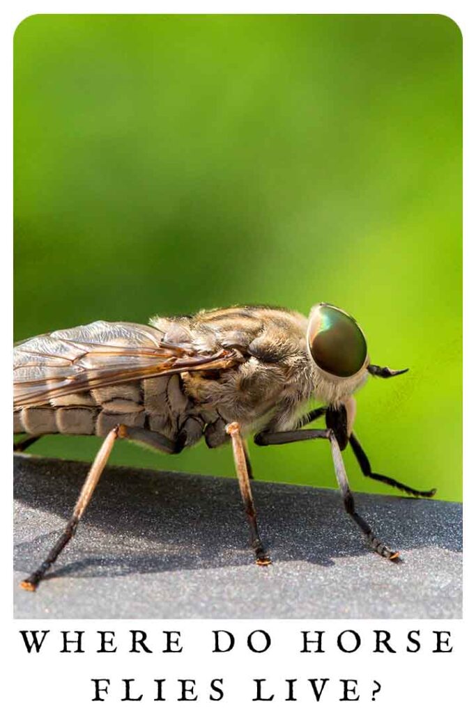 where do horse flies live