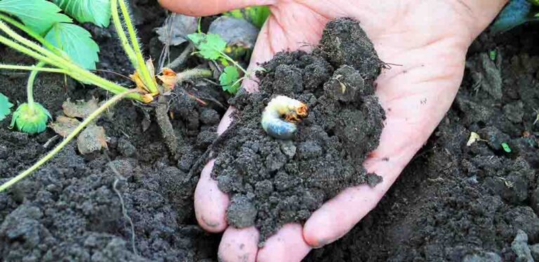Why Do Grubs Come Out Of The Ground?