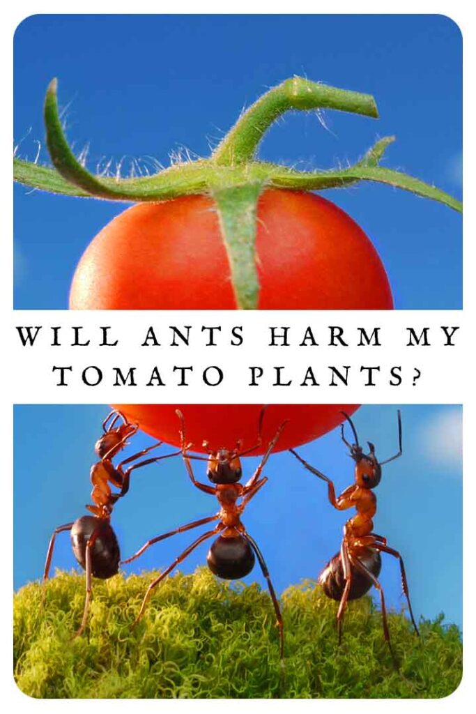 will ants harm my tomato plants