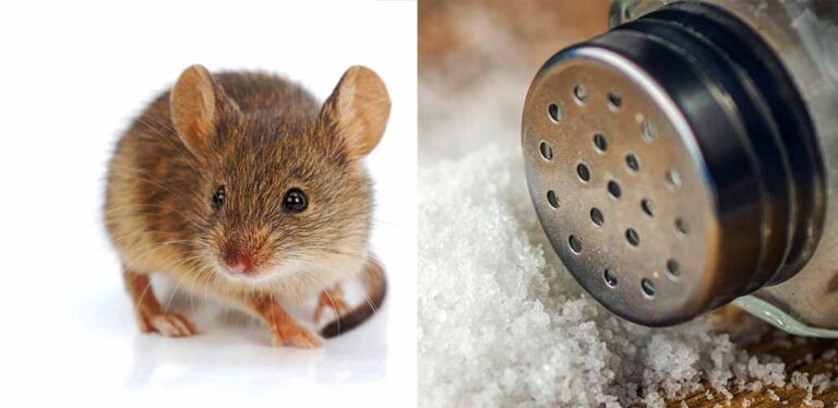 Will Salt Repel Mice?