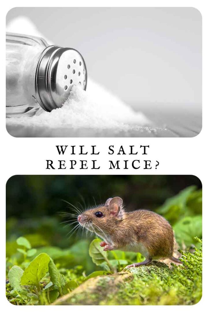 will salt repel mice