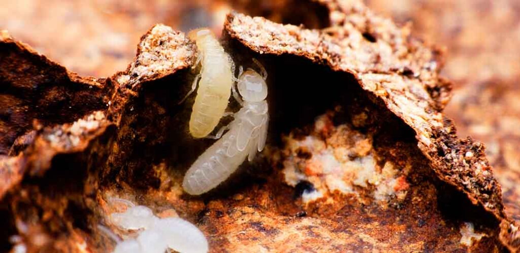 worker termites