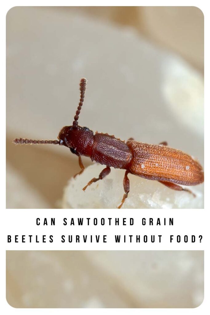can sawtoothed grain beetles survive without food