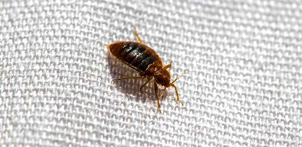 can you live with bed bugs