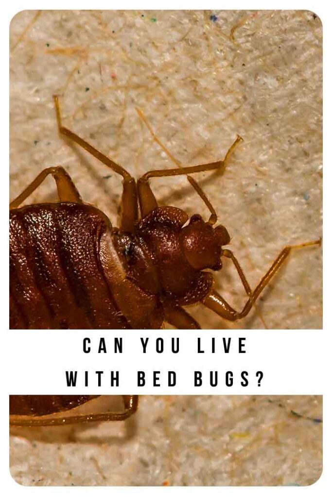 can you live with bed bugs?