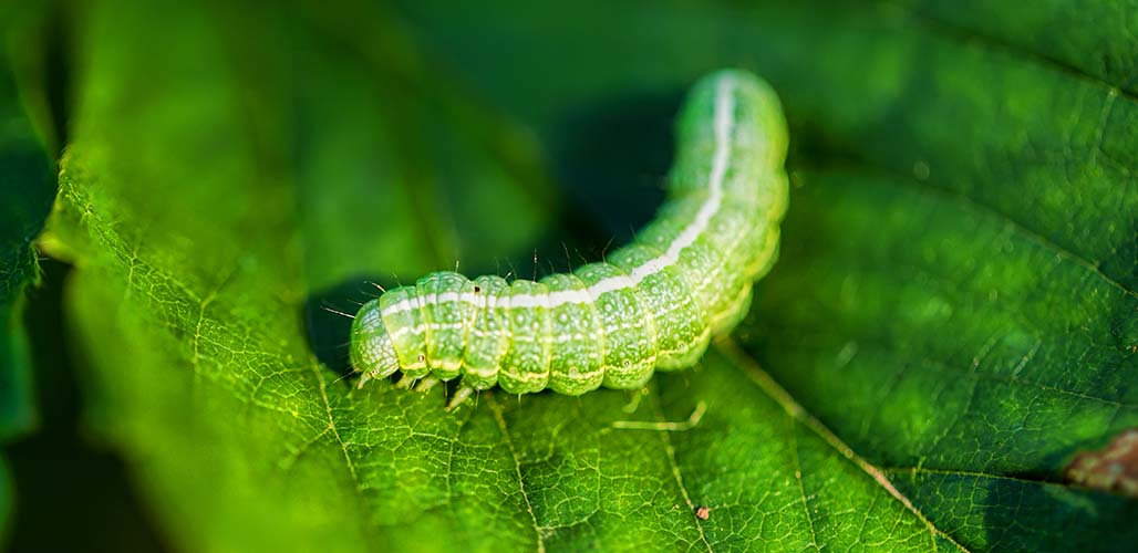 does white oil kill caterpillars