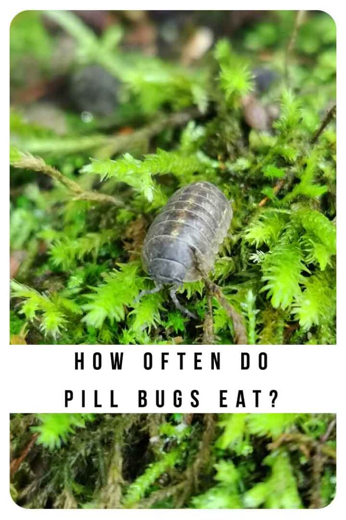 how often do pill bugs eat?
