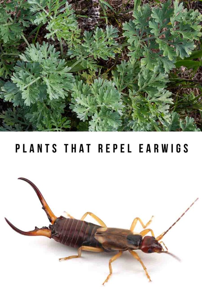 plants that repel earwigs