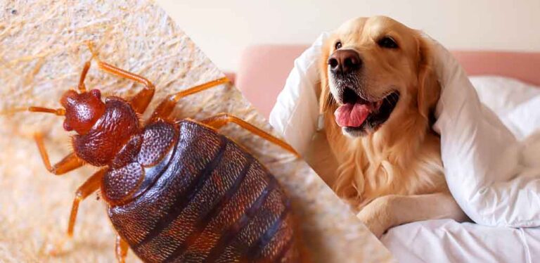 Can Dogs Smell Bed Bugs?