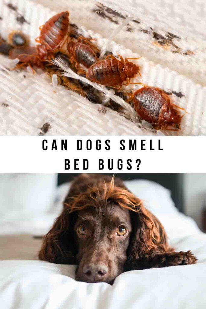 can dogs smell bed bugs